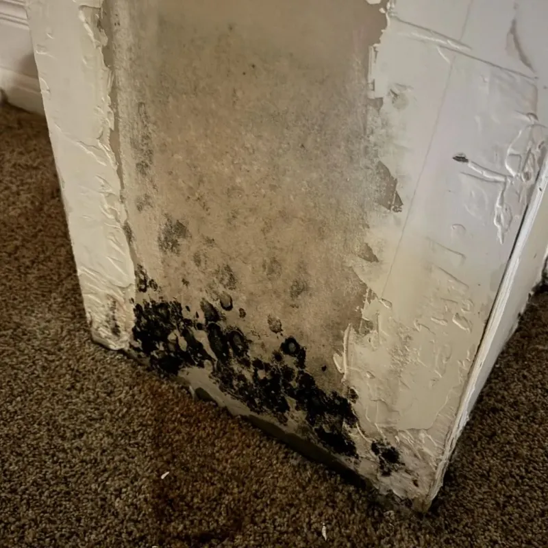 Professional Mold Removal in Iowa Park, TX
